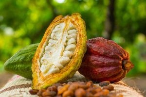 Ministerio de Ciencia y Tecnología impulsa plan científico- tecnológico para la producción de cacao