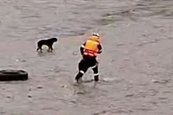 Perdió la vida por rescatar a un perro