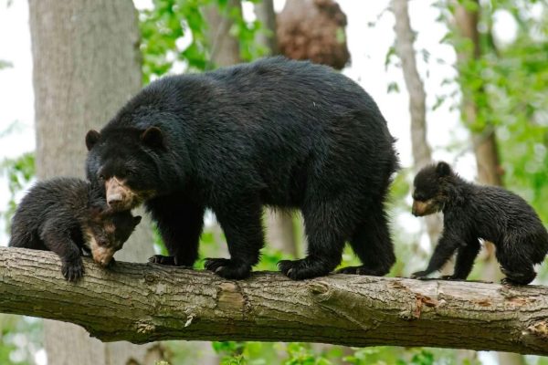Presencia de osos en Lara revela calidad del ecosistema