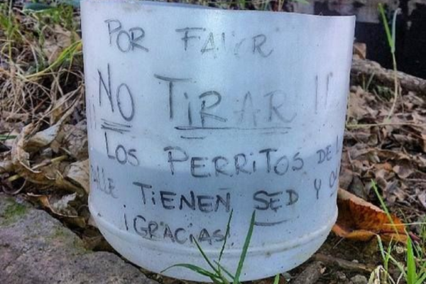 Tips para ayudar a hidratar a los peludios de la calle