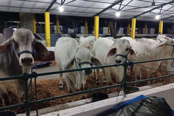 21 ganaderías participan en exposición agroindustrial en Yaracuy