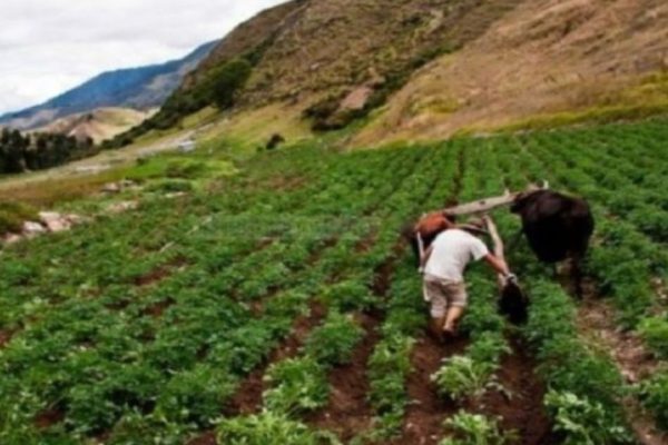 Agricultores de Mérida reportan bajas ganancias