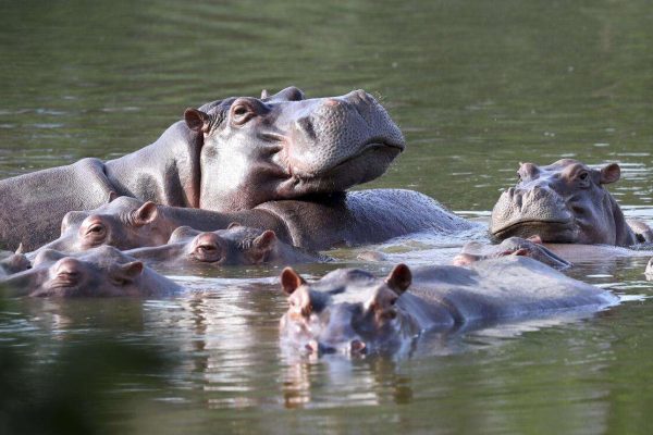 Colombia recibirá a organización de la India que quiere llevarse los 80 hipopótamos