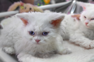 El Selkirk Rex: no, no es IA. Es un gato con el pelaje de un poodle
