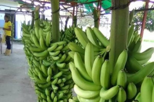 Banano Trujillo