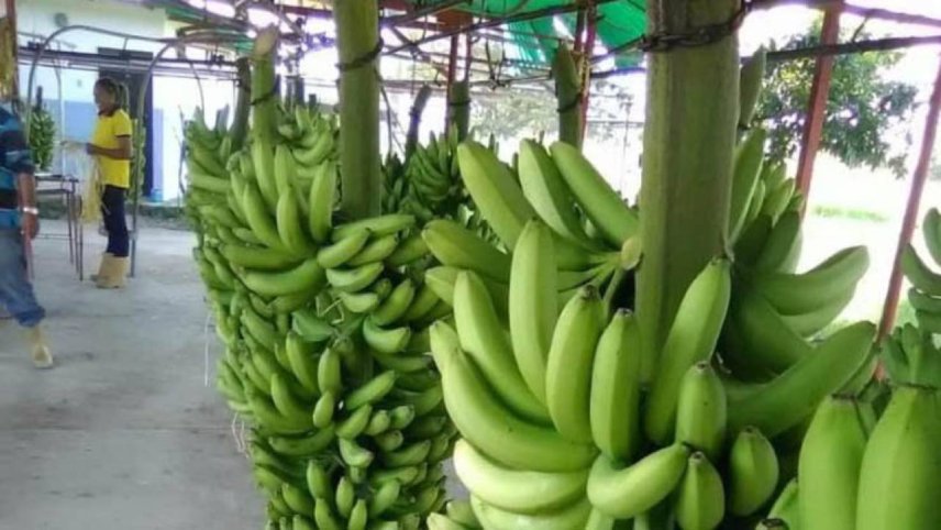 Banano Trujillo