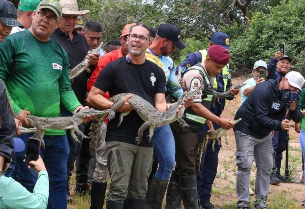 Impulsan recuperación poblacional del caimán del Orinoco con la liberación de 129 ejemplares