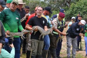 Impulsan recuperación poblacional del caimán del Orinoco con la liberación de 129 ejemplares