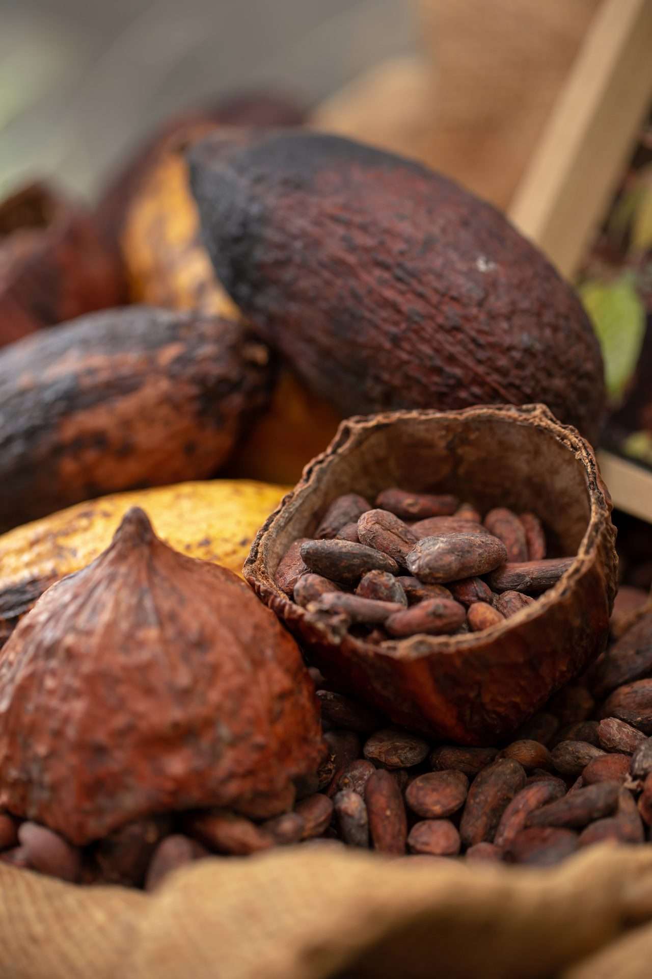 Precio del cacao se recupera y pasa los 4.000 dólares la tonelada