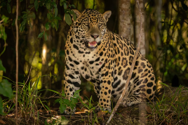 por qué es un pilar de la vida en la Tierra y cuáles son las alertas de su degradación