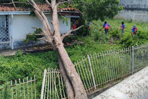 Aguacero dejó 16 árboles caídos en Naguanagua 