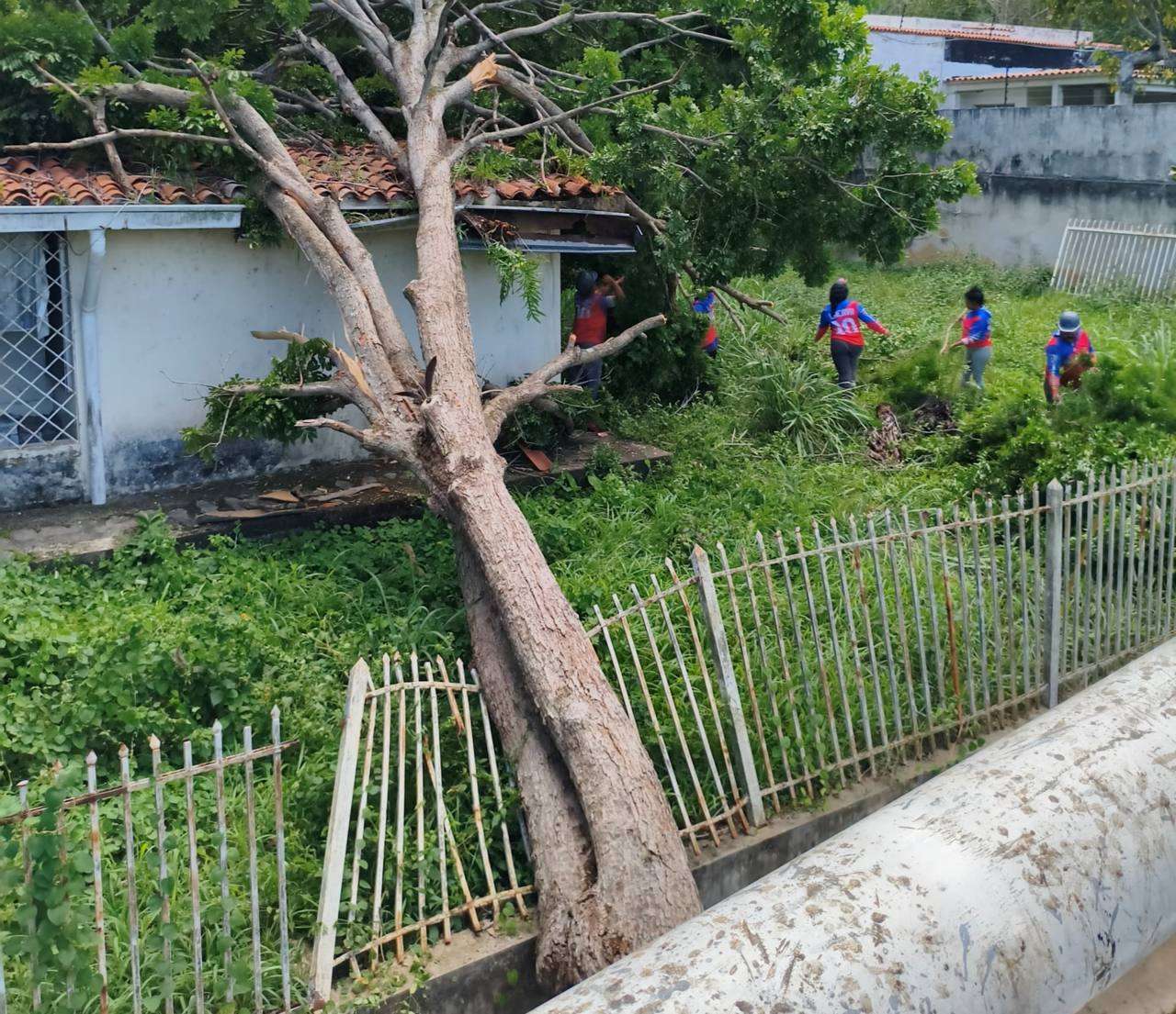 Aguacero dejó 16 árboles caídos en Naguanagua 