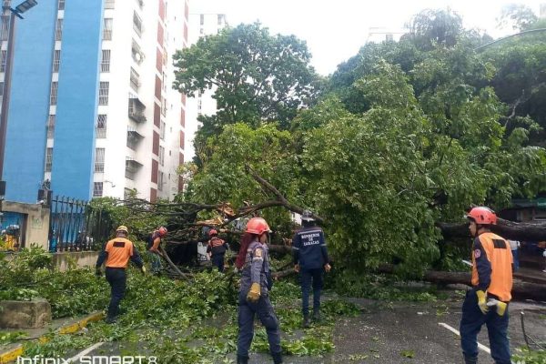 Aguaceros derribaron árboles en la capital