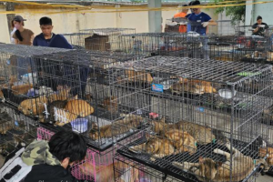 Del horror al hogar: decenas de gatos robados regresan con sus familias tras histórico rescate en Vietnam