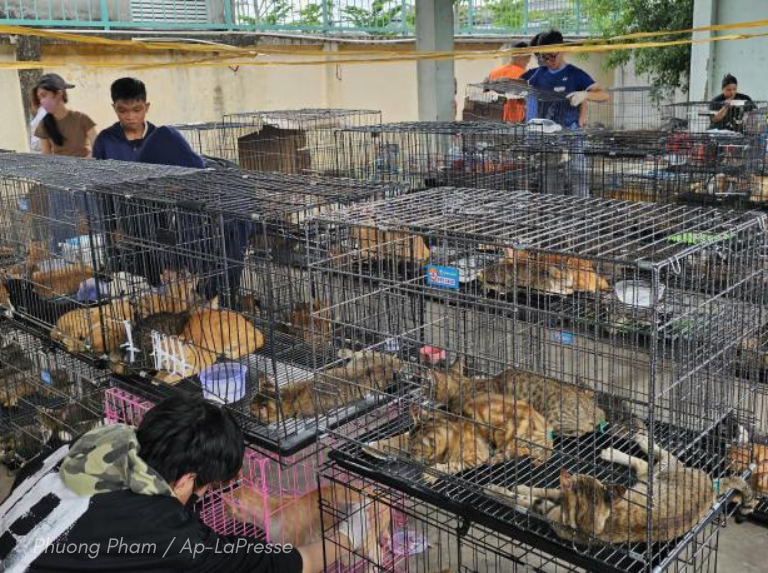Del horror al hogar: decenas de gatos robados regresan con sus familias tras histórico rescate en Vietnam