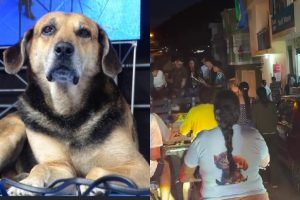 Falleció perrito muy querido en un pueblo de Colombia y le dieron el último adiós con un sepelio masivo