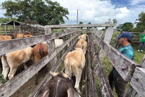 Guayana Esequiba vacunará a 10.000 semovientes contra la fiebre aftosa