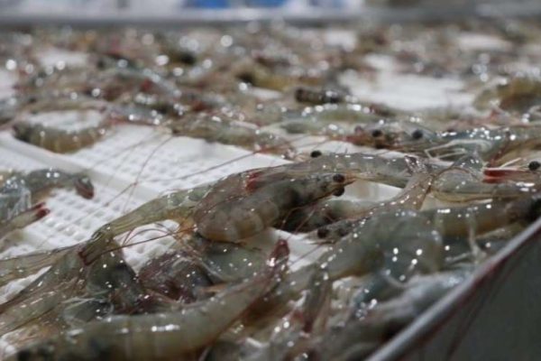 Insopesca activa reordenamiento de la zafra de camarón en cuatro estados