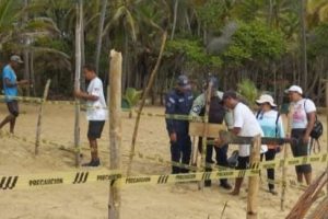 Protegen nuevos nidos de tortugas marinas en Cuyagua y Choroní