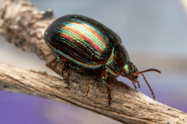 ¿Los insectos sienten dolor? - Últimas Noticias